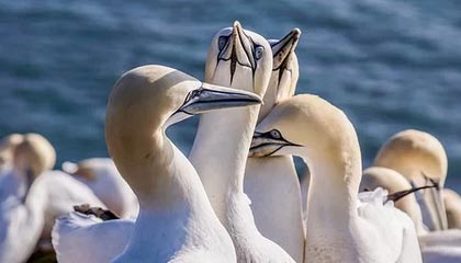 海洋之神·hy590官网-去xx的篮球梦，文班亚马与球迷单挑送上无情盖帽+暴力隔扣